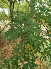 Sorbus aucuparia