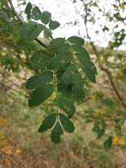 Sorbus aucuparia