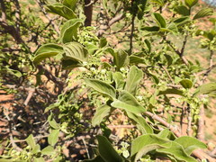 Vangueria