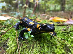 Salamandra salamandra