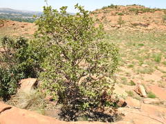 Vangueria