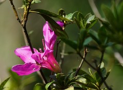 Rhododendron pulchrum phoeniceum