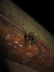 Dolichoderus attelaboides