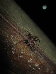 Dolichoderus attelaboides