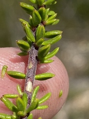 Selago glomerata
