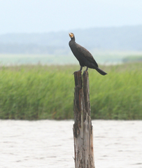 Phalacrocorax carbo