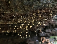 Cribraria microcarpa