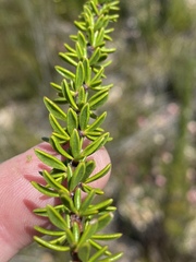 Selago glomerata