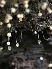 Cribraria microcarpa