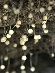 Cribraria microcarpa