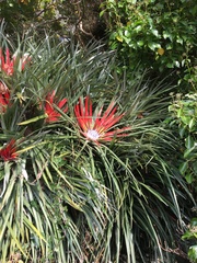 Fascicularia bicolor bicolor