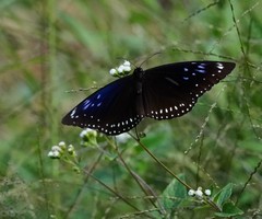 Euploea midamus