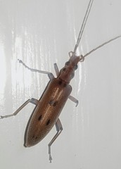 Parisopalpus nigronotatus