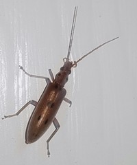 Parisopalpus nigronotatus