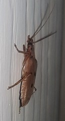 Parisopalpus nigronotatus