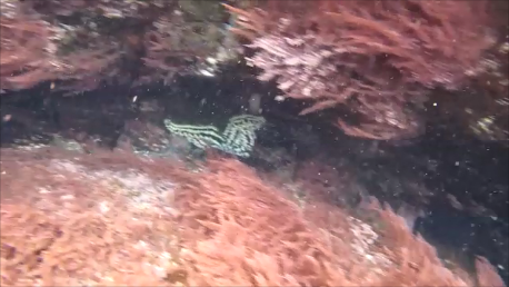 Spiny Starfish, Atalhada, Lagoa, photo 9 of 10
