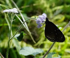 Euploea midamus