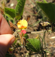 Rhynchosia monophylla