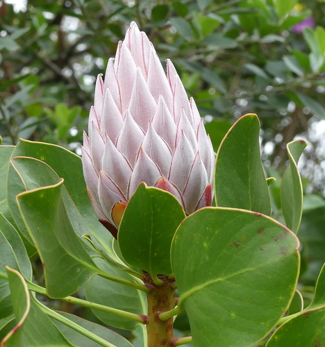 Protea cynaroides