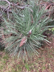 Pinus
