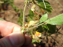 Rhynchosia monophylla