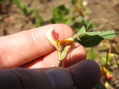 Rhynchosia monophylla