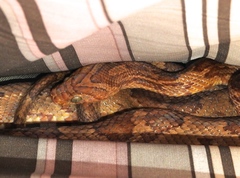 Trimorphodon paucimaculatus