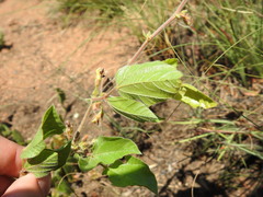 Rhynchosia monophylla