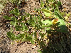 Rhynchosia monophylla