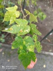 Abutilon × hybridum