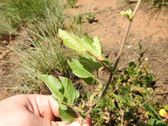 Rhynchosia monophylla