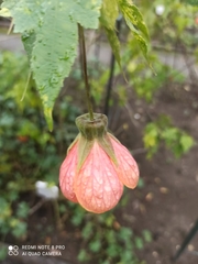 Abutilon × hybridum
