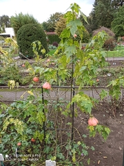 Abutilon × hybridum