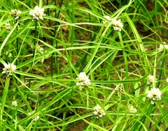 Cyperus tenerrimus
