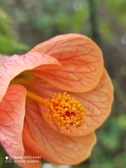 Abutilon × hybridum