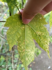 Abutilon × hybridum