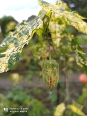 Abutilon × hybridum