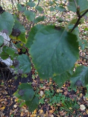 Betula × aurata