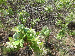 Searsia pyroides pyroides