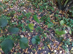 Betula × aurata