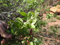 Searsia pyroides pyroides