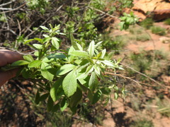 Searsia pyroides pyroides