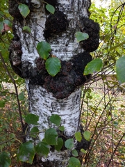 Betula × aurata