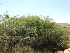 Searsia pyroides pyroides