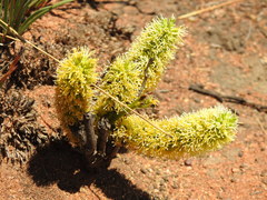 Elephantorrhiza elephantina