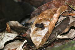 Silverstoneia flotator