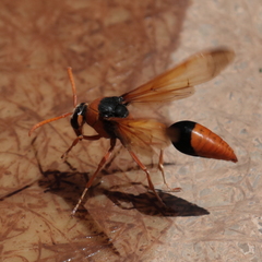 Delta latreillei