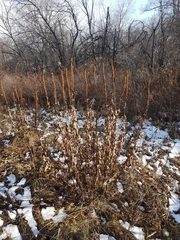 Veronicastrum sibiricum