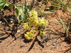 Elephantorrhiza elephantina