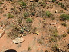 Elephantorrhiza elephantina